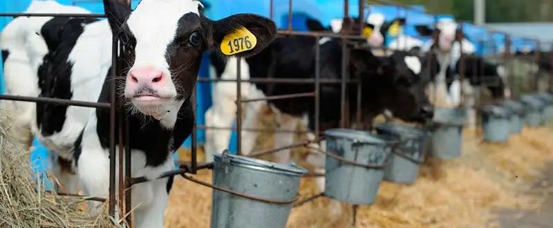 Депутат попросил продлить кредитные каникулы фермерам