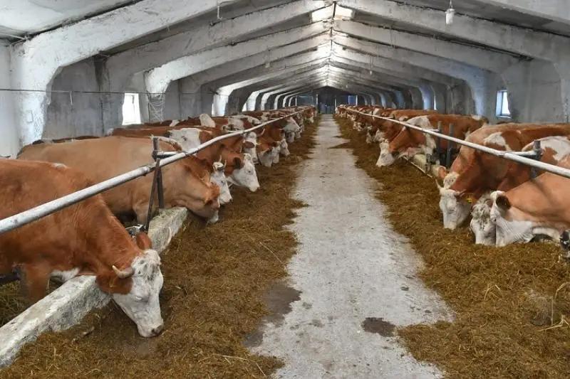 С июля в КР снимут запрет на экспорт домашнего скота