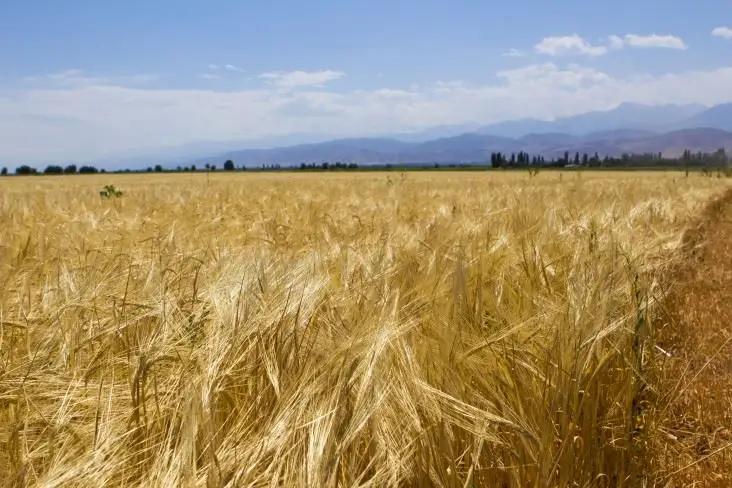 Урожайность сельхозкультур КР достигла высоких показателей