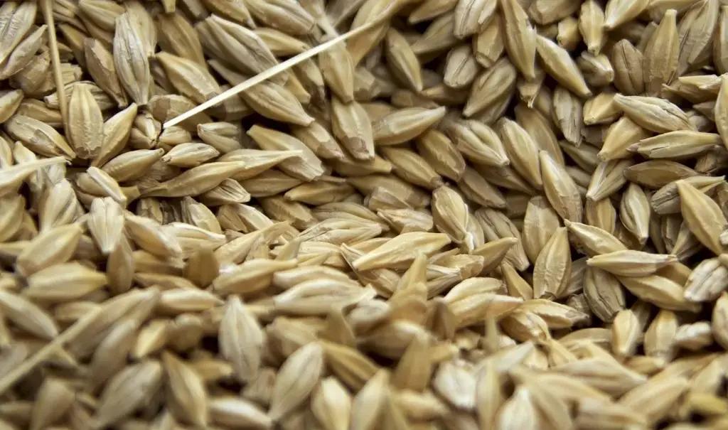 На $2.3 млн Всемирного банка для фермеров КР закупят семена