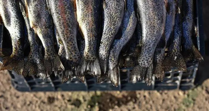 Еще одна компания получила разрешение на поставки рыбы в РФ