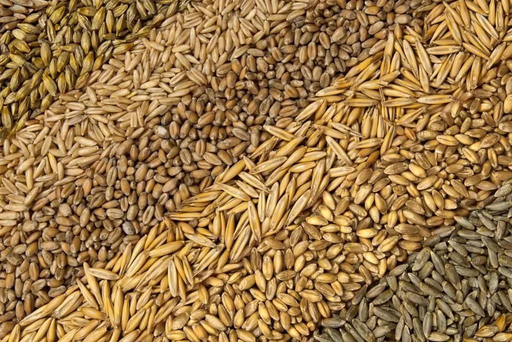 Минсельхоз начал реализацию оставшихся с прошлого года российских семян