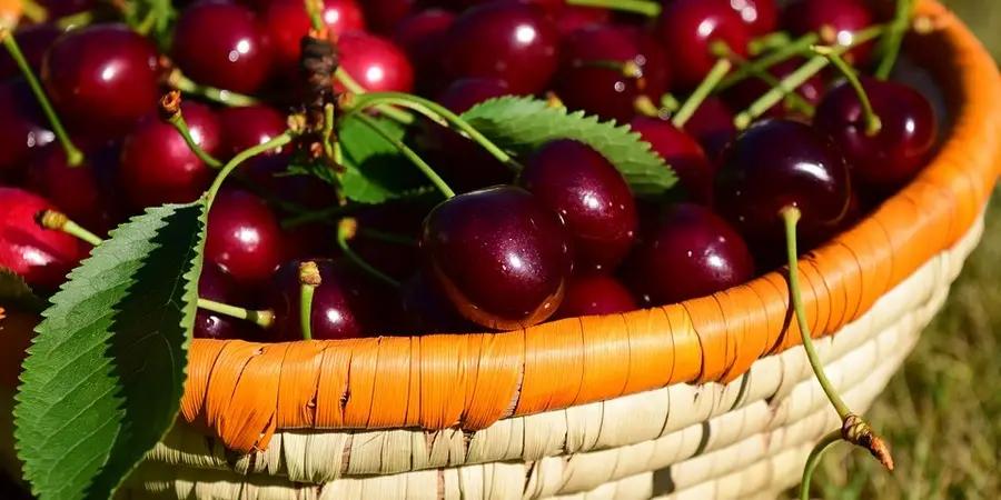 Кыргызстан планирует увеличить экспорт продукции в Китай