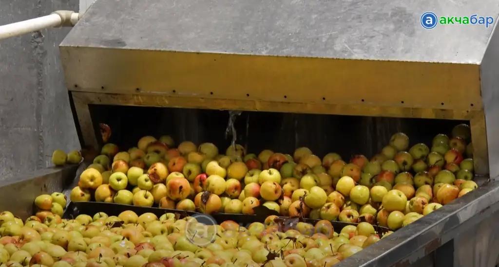 Производство соков. От сада до фасовки