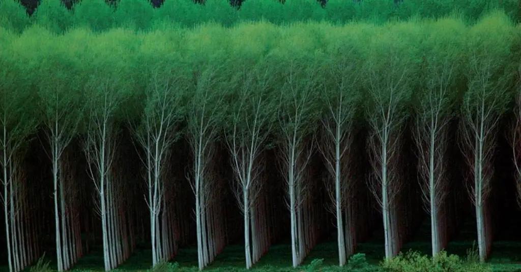 Гослесхоз собирается взять кредит в $6,6 млн у МАР и МБРР на посадку деревьев