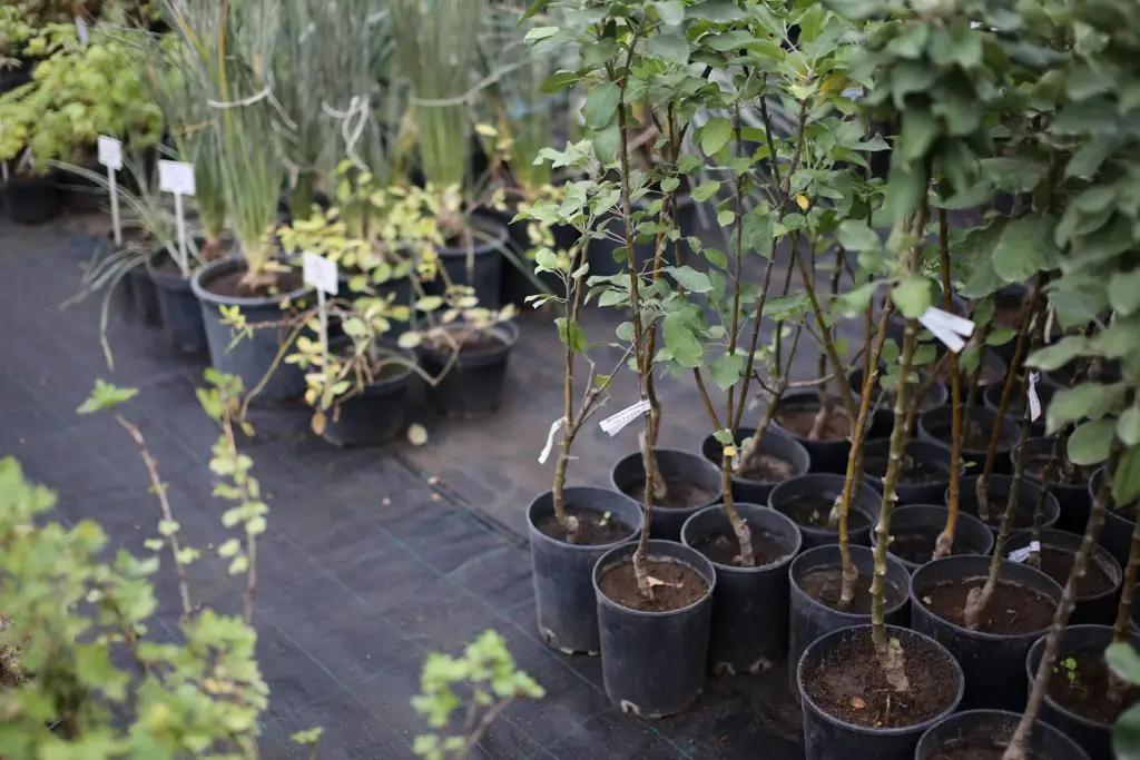 Социально уязвимым слоям населения раздадут саженцы деревьев на $270