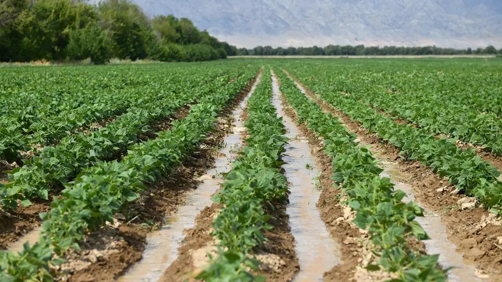 В КР присвоен статус семеноводческого хозяйства 15 питомникам