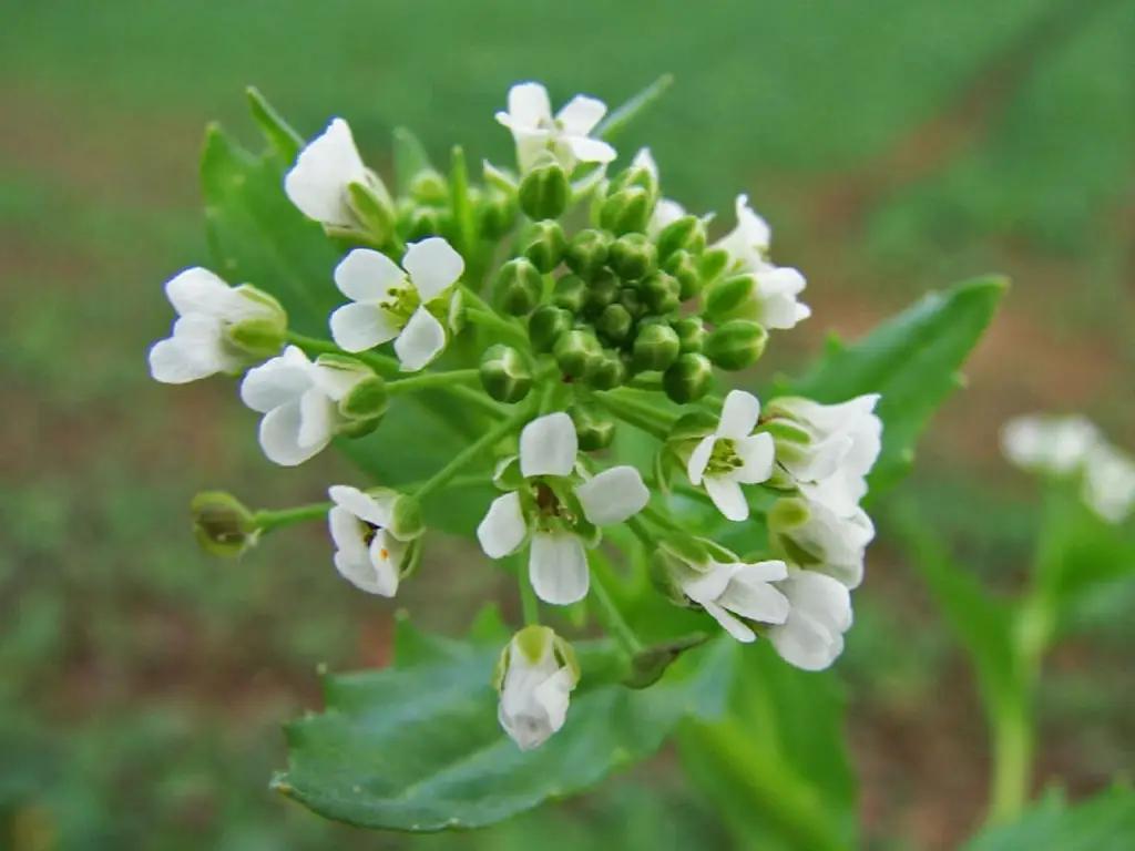 Разработан стандарт первой кыргызской пищевой добавки