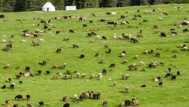 Кабмин принял документ для развития пастбищ