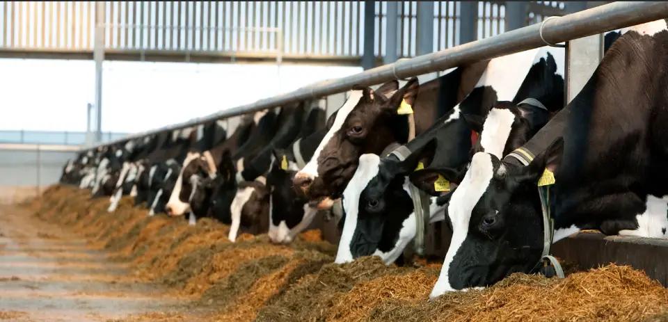 Запасов кормовой травы недостаточно из-за нехватки воды