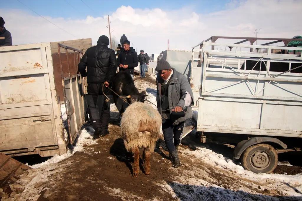 Скотский рынок Каракола перенесут на окраину города