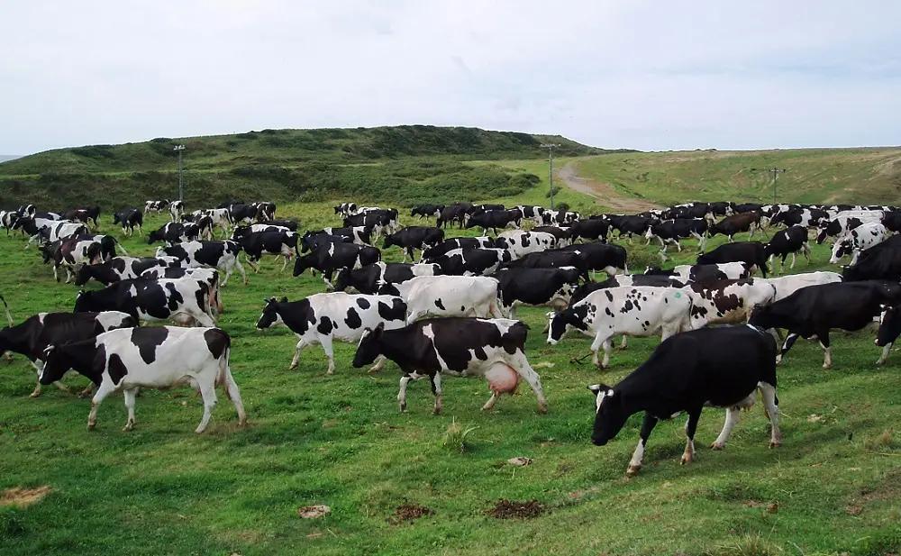 В Кыргызстане цены на скот самые высокие среди стран ЕАЭС