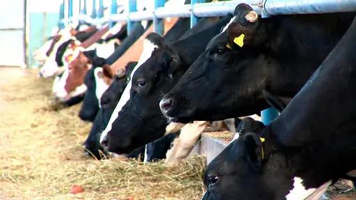 За 2019 год произведено продукции животноводства на сумму 103.9 млрд сомов