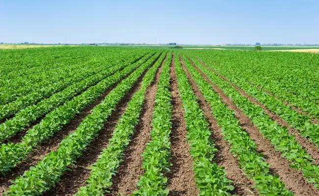 Китайский холдинг вложит 10 млрд рублей в российское сельское хозяйство