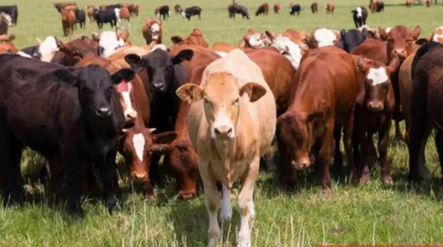 В РК поголовье КРС выросло в 2.5 раза