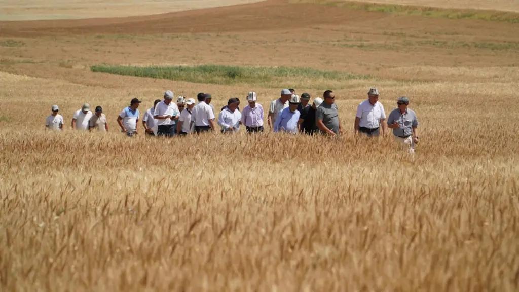 В Лейлекском районе прошел День поля, посвященный зерновым культурам