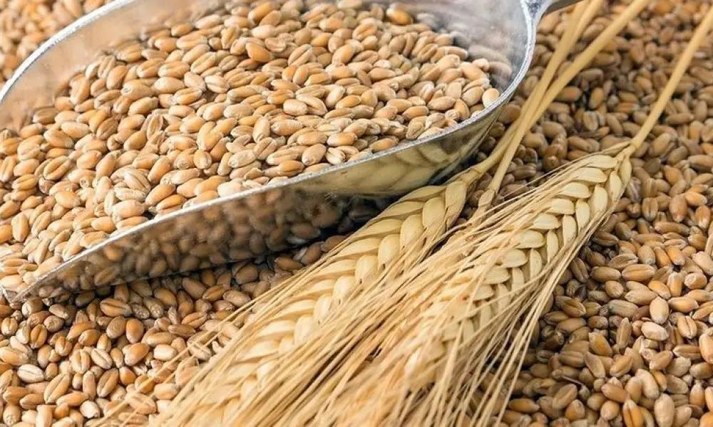 В этом году Кыргызстан импортирует 195 тысяч тонн пшеницы