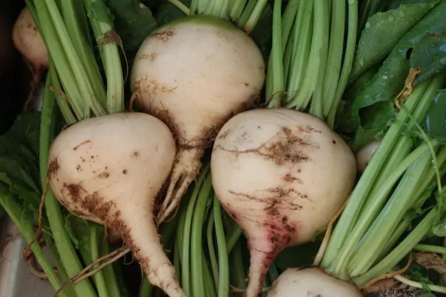 КР полностью будет обеспечена сахаром, если посадить 22 тысячи гектара сахарной свеклы