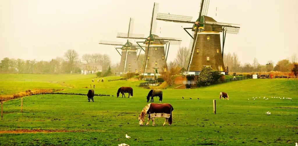 Гражданам КР могут открыть программу трудоустройства в Нидерландах