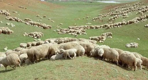 В Баткене незаконно отдали 80 гектаров пастбищ под строительство домов