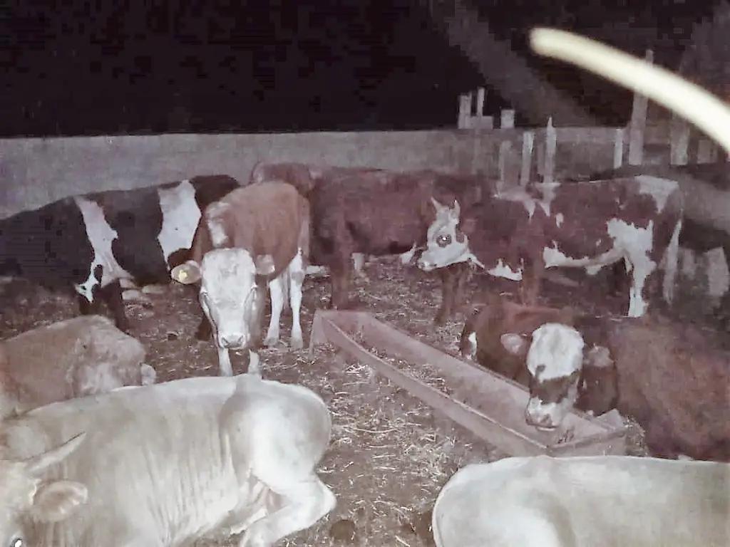 Из Казахстана в Кыргызстан незаконно пытались перегнать 92 коровы