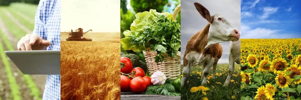 Меньше всего сельхозпродукции по КР производят в Таласской области