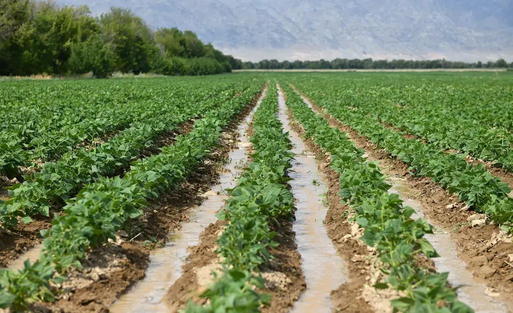 Таласская область готова обновить сорт фасоли (видео)