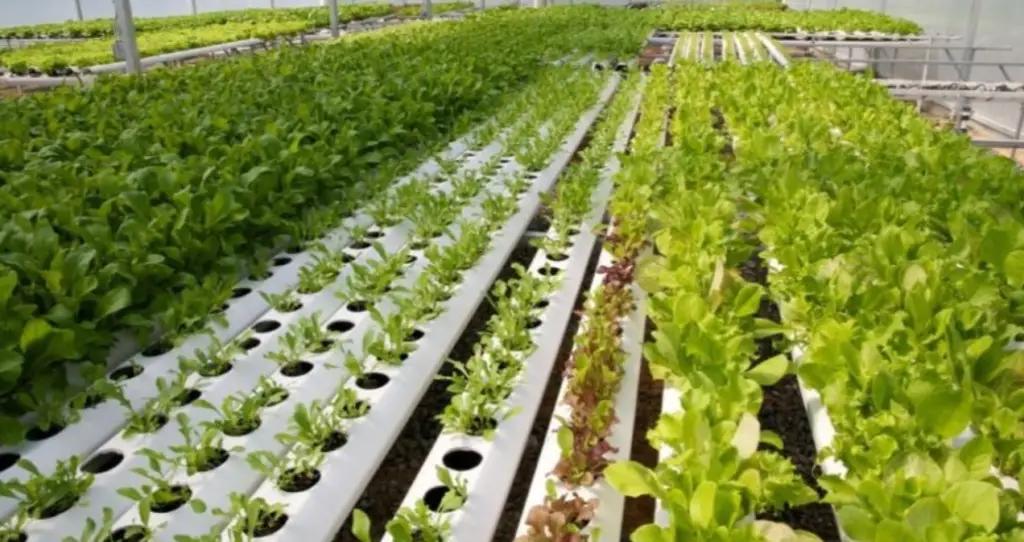 В Кыргызстане органические продукты можно выращивать на 32 тысячах га