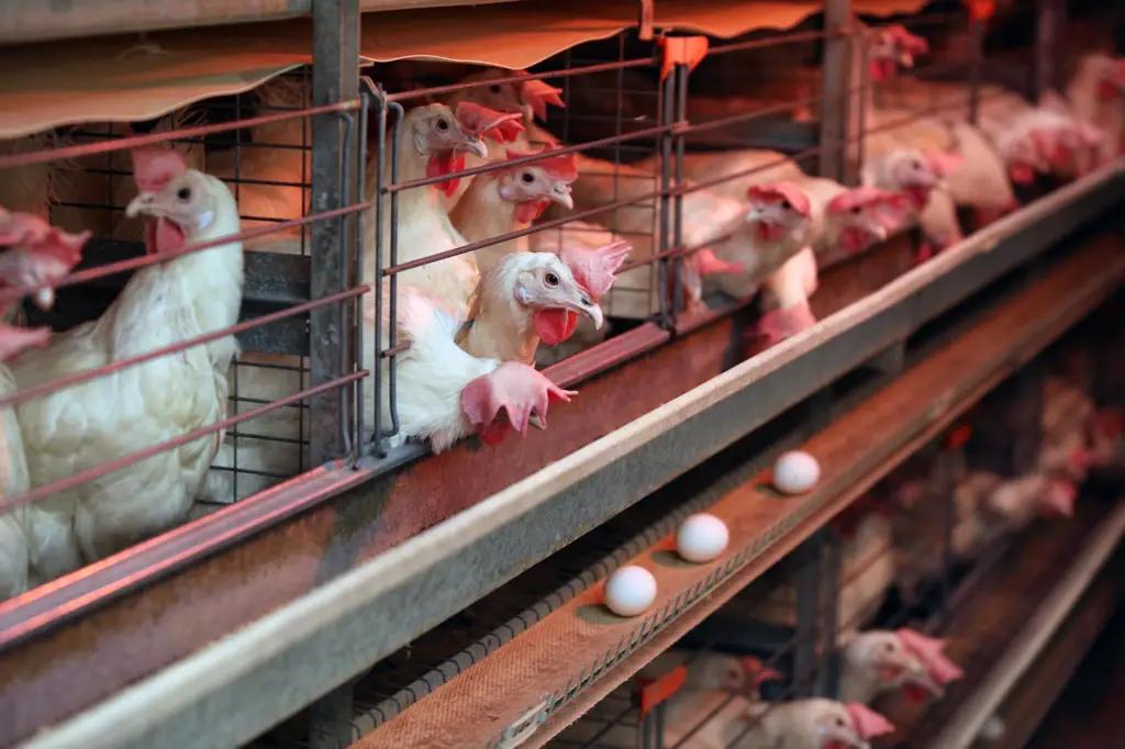 РКФР профинансировал строительство птицефабрики в Иссык-Кульской области