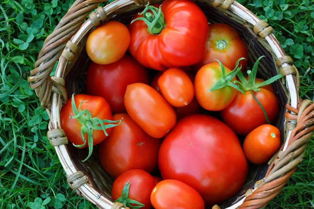 Компания Tomatkg поставила в Узбекистан продукции на $1 млн