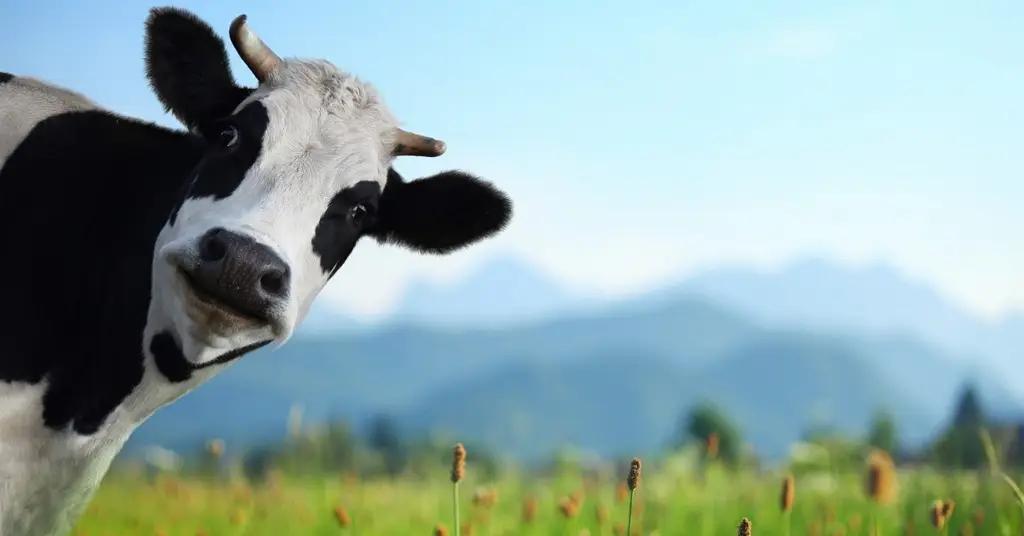 У должников запретили отбирать последнюю одежду и скот