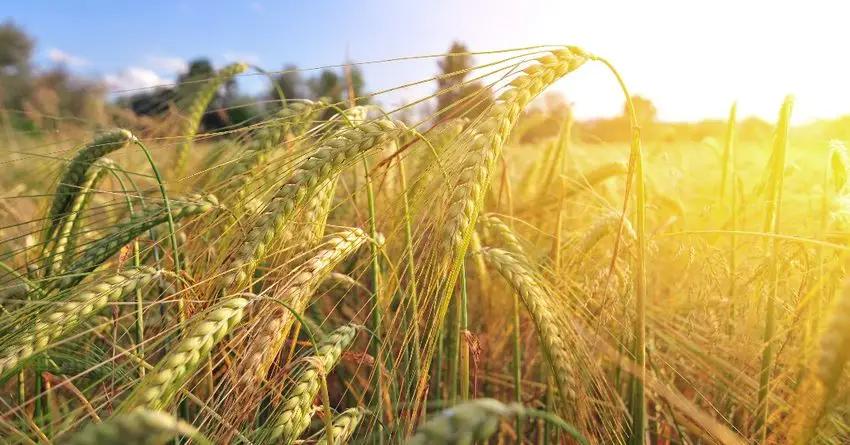 По проекту ФСХ выдано более 8 тысяч кредитов