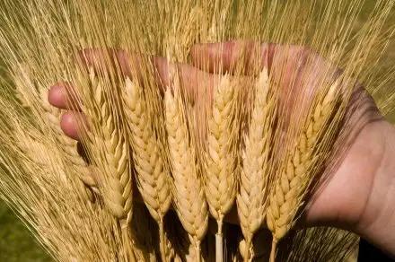 Урожай зерновых культур в Кыргызстане вырос на 74.8%