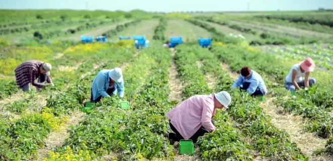 Граждане КР смогут устроиться на сельхозработы в Великобританию