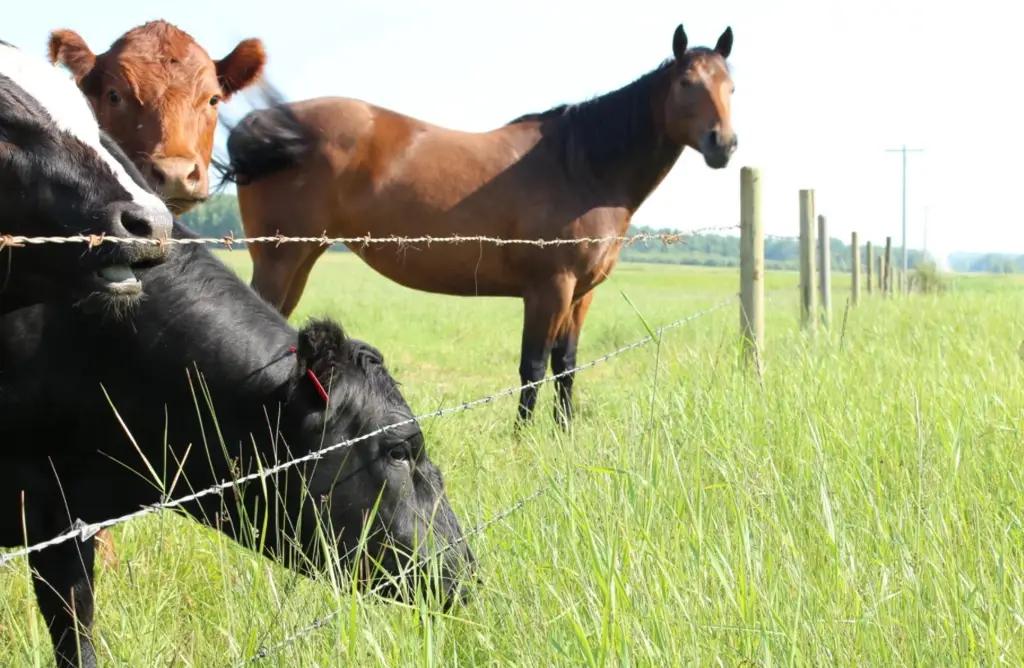 Кыргызстан экспортировал в Казахстан 5.5 тысячи голов скота