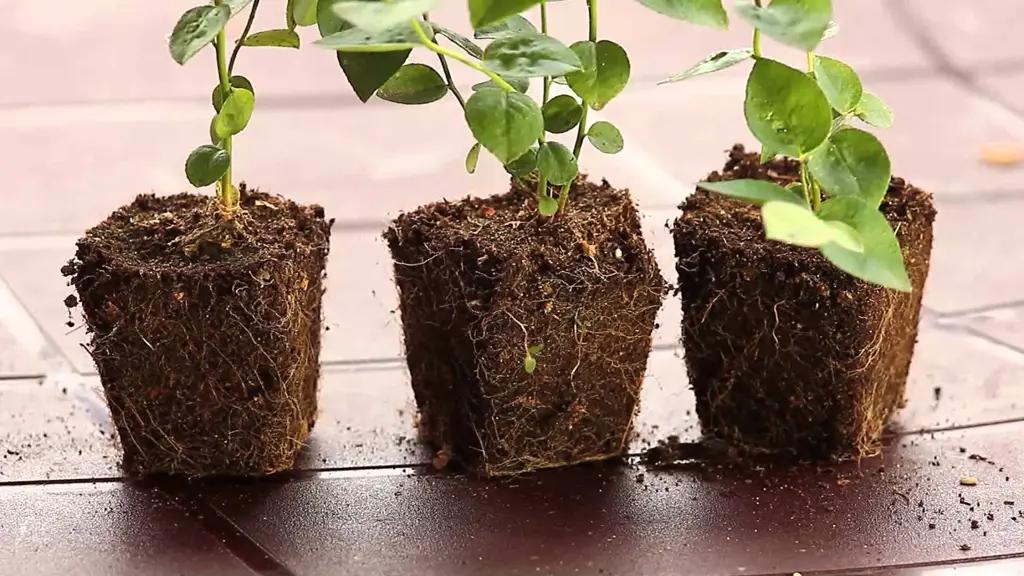 Саженцы и фрукты из Казахстана и Кыргызстана не пустили в РФ