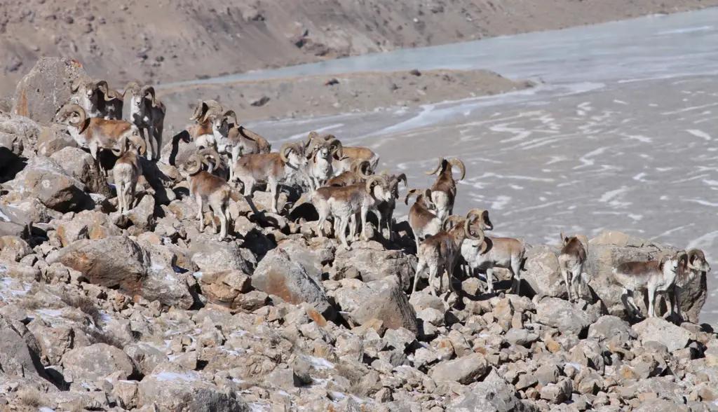 В КР доходы от охотничьей деятельности не поступают в госбюджет