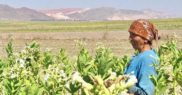 В первом квартале 2016 года экспорт Кыргызстана снизился почти на 26%