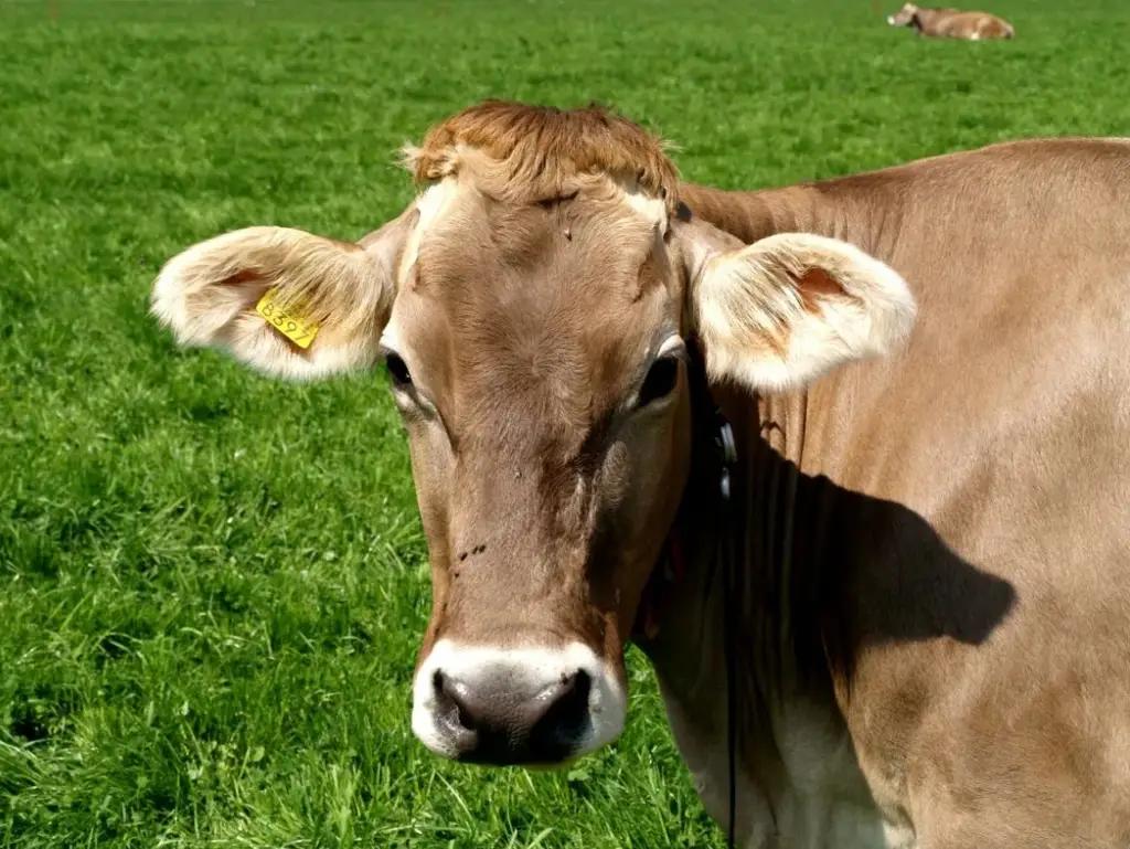 В Кыргызстане произвели более 299 тысяч тонн мяса