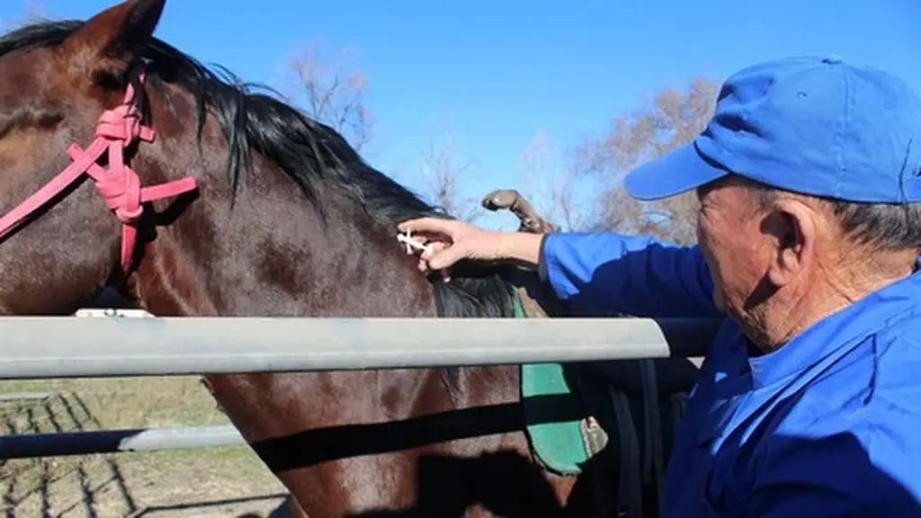 В КР в I квартале идентифицировано более полумиллиона лошадей