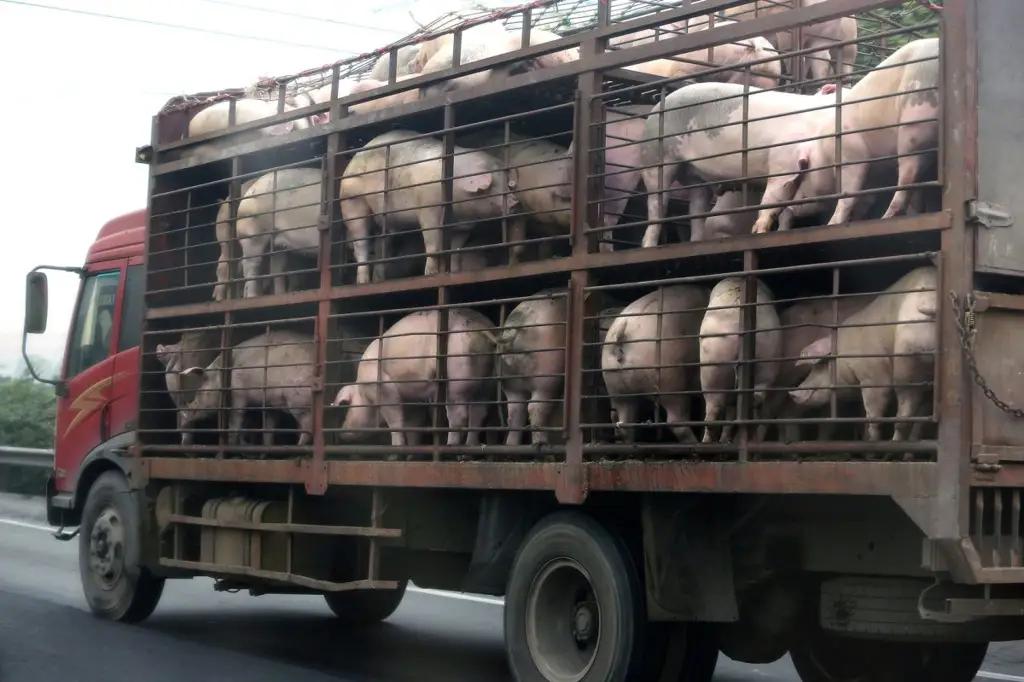 В Кыргызстан увеличился импорт свиней