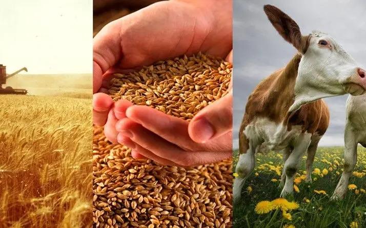 Чуйская область — лидер в производстве сельхозпродукции