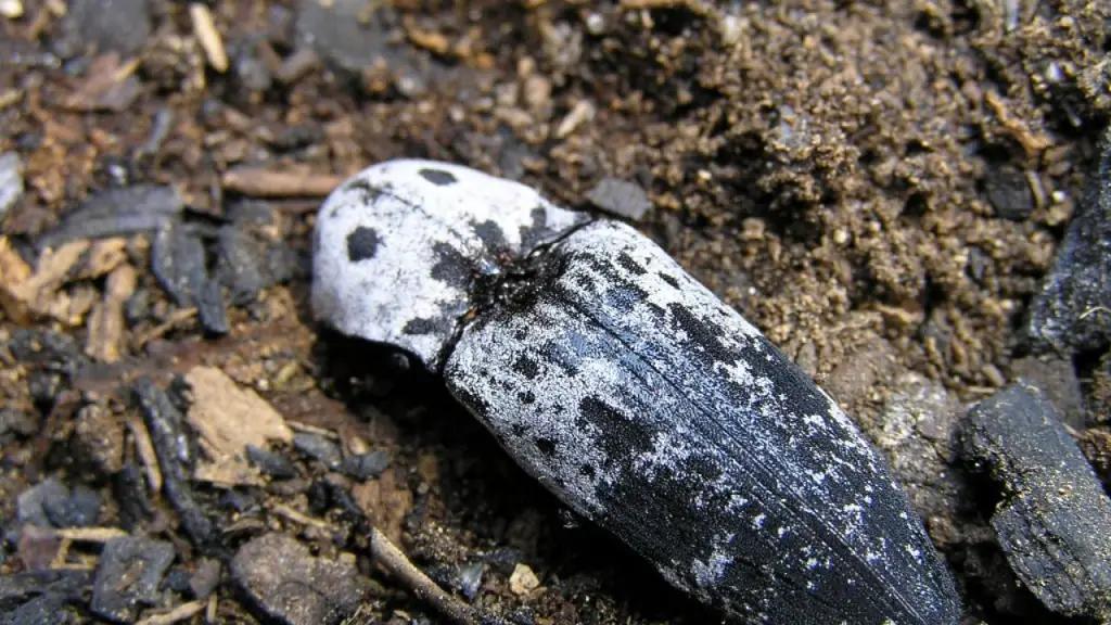 В перечень карантинных объектов ЕАЭС включили калифорнийского щелкуна