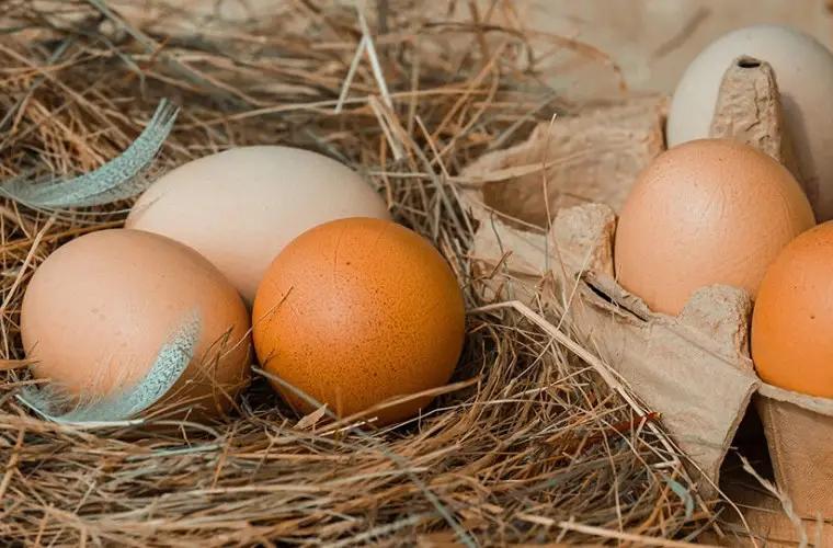 Меньше всего куриных яиц производят в Нарынской области