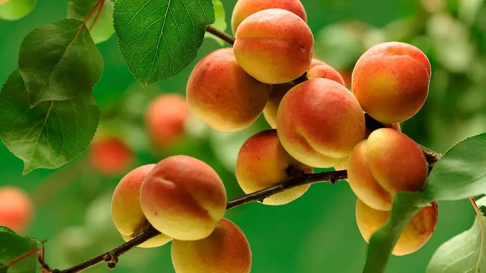 Инвестиции в Баткен. Турецкая компания может построить там завод