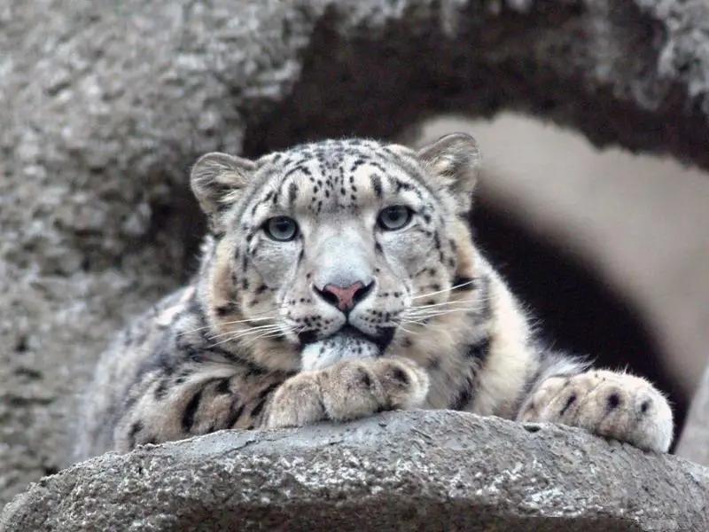 В КР в рамках забега по сохранению снежного барса собрано 2.8 млн сомов