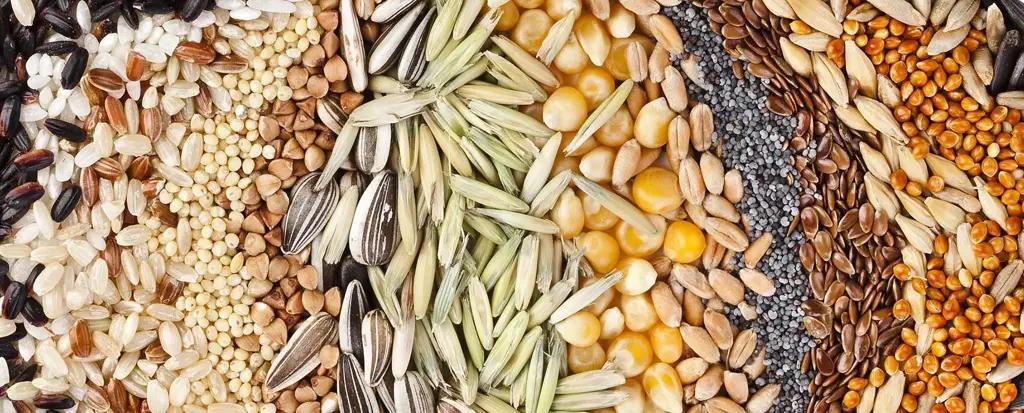 Государство возместит 30% стоимости затрат на производство ряда семян