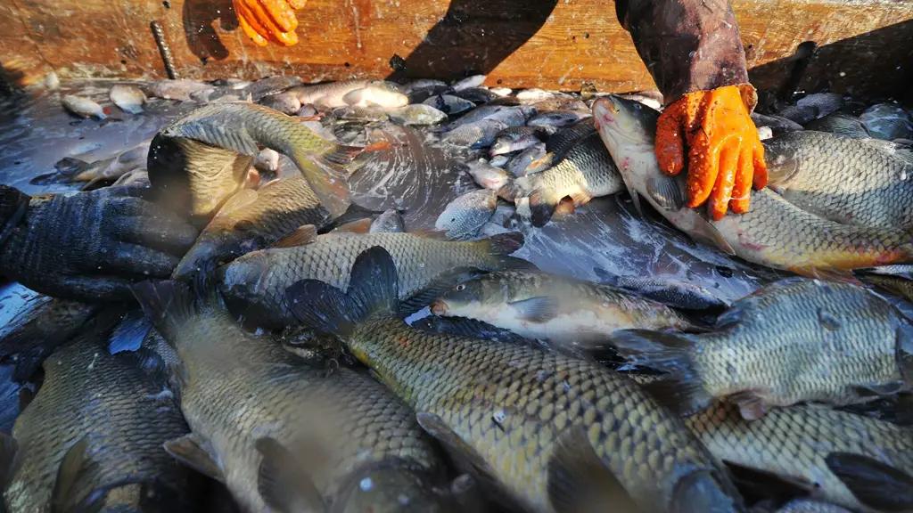 ЕЭК запретит бесконтрольный вывоз водных биоресурсов из стран союза
