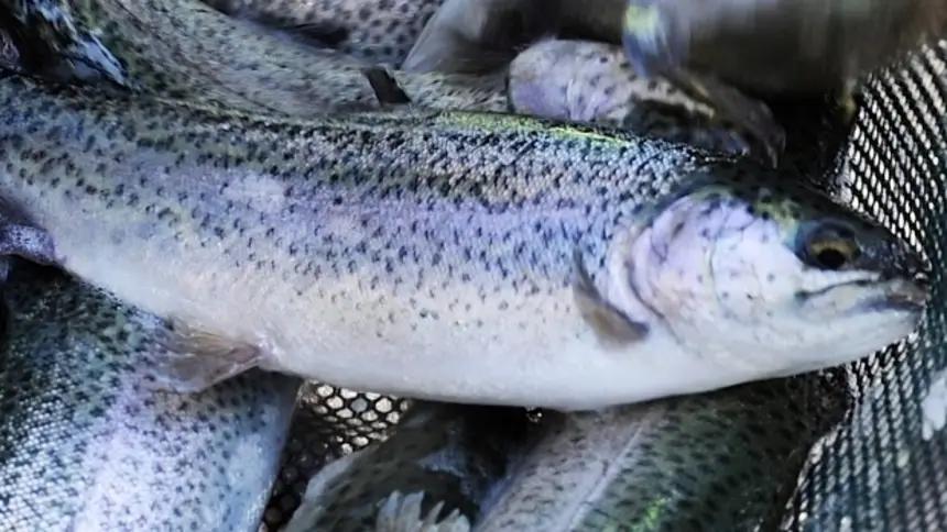 Тюменская область заинтересована в открытии производства рыбы в КР