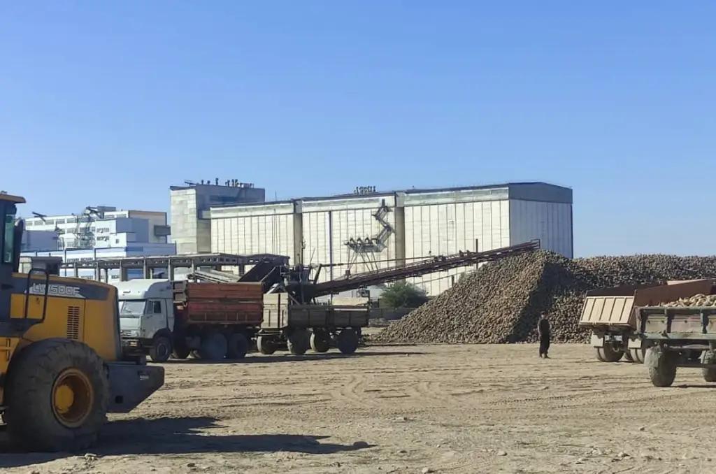 До конца года фермеры соберут до 480 тысяч тонн сахарной свеклы